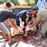 Butchers are slaughtering sacrificial animal on the first day of Eidul Azha