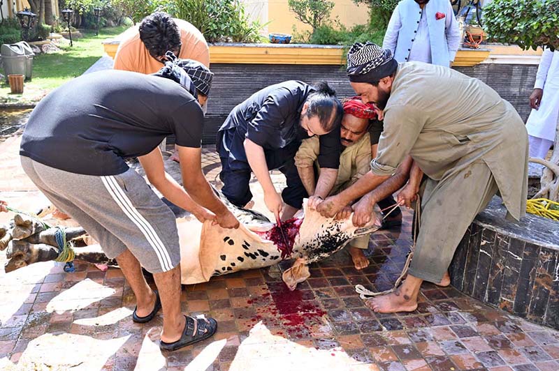 Butchers are slaughtering sacrificial animal on the first day of Eidul Azha