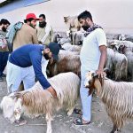 People buy sacrificial animalsin connection with Eid ul Azha