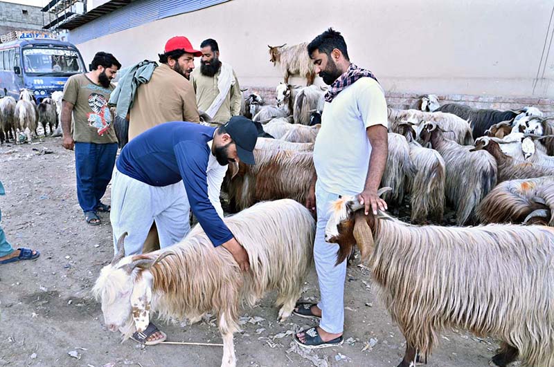 People buy sacrificial animalsin connection with Eid ul Azha