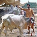 Trader washes sacrificial animal arriving at a temporary livestock market before Eid-ul-Azha