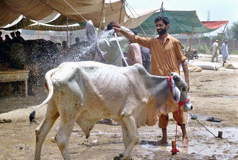 Trader washes sacrificial animal arriving at a temporary livestock market before Eid-ul-Azha