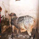 A worker washes sacrificial animal at service station ahead of Eid al-Azha in city