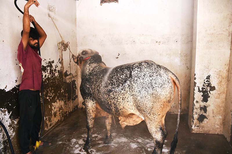 A worker washes sacrificial animal at service station ahead of Eid al-Azha in city