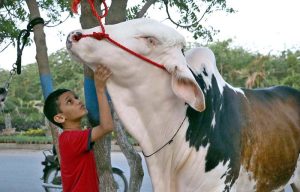 A youngster shows affection towards a sacrificial animal ahead of Eid-ul-Azha preparations in the city.
