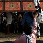 Livestock vendors unloading the sacrificial Goats to the customers on the delivery truck at temporary cattle market at Shahpur Kanjra ahead of Eidul Azha