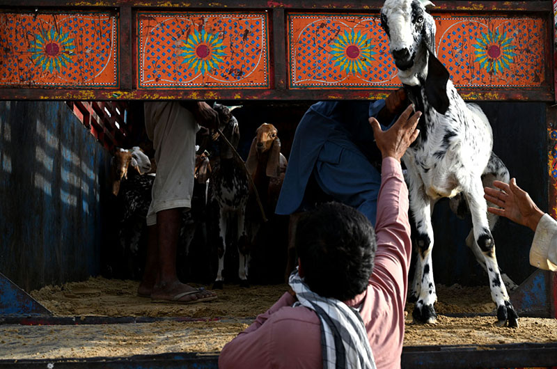 Livestock vendors unloading the sacrificial Goats to the customers on the delivery truck at temporary cattle market at Shahpur Kanjra ahead of Eidul Azha