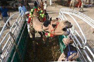Livestock vendors unloading the sacrificial Goats to the customers on the delivery truck at temporary cattle market at Shahpur Kanjra ahead of Eidul Azha