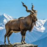 Markhor