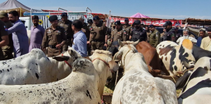 RPO, CPO visit city areas, cattle markets to review Eid security, traffic arrangements