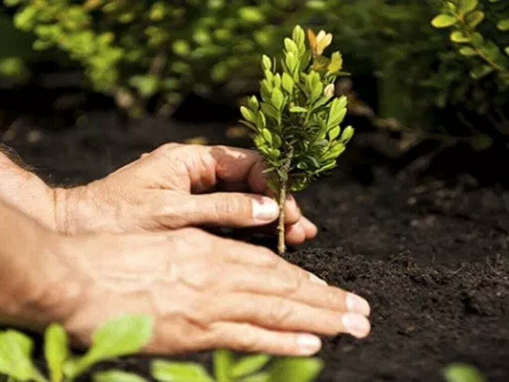 Green Pakistan Programme plants 2.3bn saplings in FY2025-26