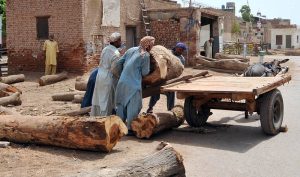 Labourers loading heavy timber logs onto a cart at a timber market for transportation to their destination in the city.