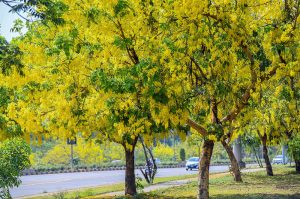 Cassia fistula, commonly known as Golden Shower trees, burst into full bloom along a roadside in Federal Capital, painting the capital's streets in brilliant shades of yellow and adding to the natural beauty during the summer season.