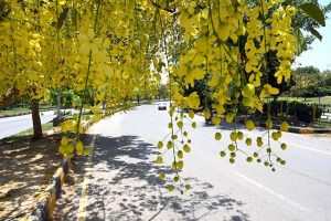 An attractive view of seasonal flowers flourishing and blooming on trees in Federal Capital.