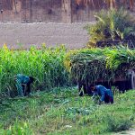 Farmers busy harvesting and loading green fodder onto a tractor-trolley to provide feed for their animals at a local farm