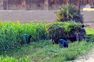 Farmers busy harvesting and loading green fodder onto a tractor-trolley to provide feed for their animals at a local farm
