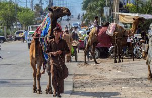 A camel herder leads his decorated camels through a busy city road in the Federal Capital.