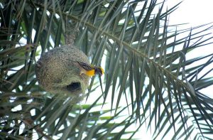 A bird builds its nest on a palm tree branch in the outskirts of the city.