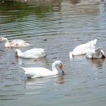 A flock of ducks enjoying and swimming in water pond during hot weather in the city