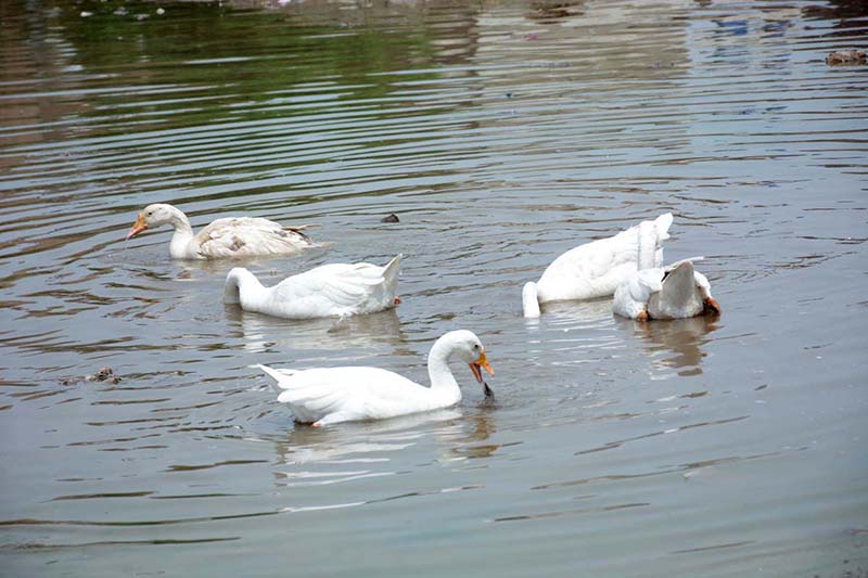 A flock of ducks enjoying and swimming in water pond during hot weather in the city