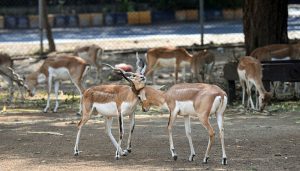 Antelopes engage in a playful bout along Faisal Avenue zoo, as a herd grazes peacefully in the background. The graceful animals, known for their distinctive spiraling horns.