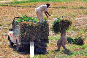 Farmers busy in loading fodder on the delivery van after cutting at Latifabad.