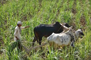 A farmer is busy ploughing his sugarcane field with the help of bulls.