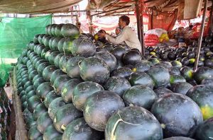 A vendor is arranging and displaying watermelons at his setup to attract customers in Fruit and Vegetable Market.