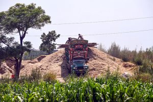 A worker loads husk onto a traditionally decorated truck near large mounds of husk at a Park road, surrounded by lush green crop fields