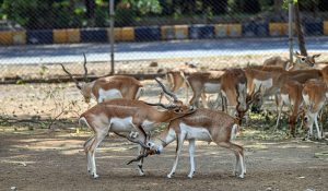 Antelopes engage in a playful bout along Faisal Avenue zoo, as a herd grazes peacefully in the background. The graceful animals, known for their distinctive spiraling horns.