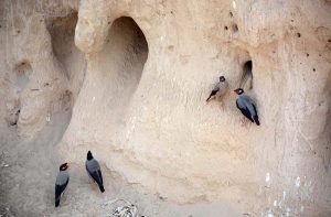 Pairs of myna rest near its nest with its beak open, seeking relief from the scorching heat that continues to affect both humans and wildlife in the city.