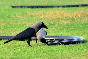 Thirsty crow drinking water to fulfill thirst from water pipe during hot day in the city.
