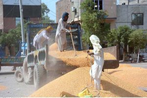 Labourers are busy unloading maize crop after thrashing at Grain Market.