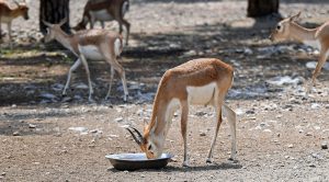 Antelopes engage in a playful bout along Faisal Avenue zoo, as a herd grazes peacefully in the background. The graceful animals, known for their distinctive spiraling horns.