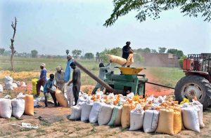 Farmer are busy threshing maize crop with thresher in their field.