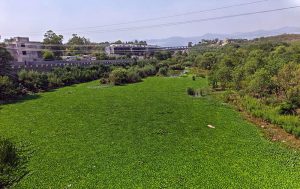 Thick carpet of water hyacinth completely covers the surface of Korang Nullah, with the Rawal Dam spillway visible in the background, blocking the flow of water and posing a serious environmental and drainage threat to the city as authorities have yet to take effective measures to clear the invasive aquatic weed.
