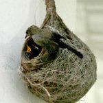 A White-throated Fantail perches beside its hanging nest while feeding and caring for its newly hatched chicks