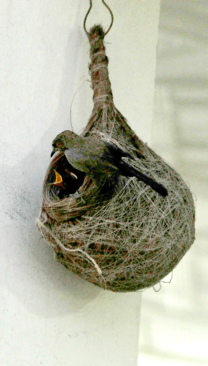 A White-throated Fantail perches beside its hanging nest while feeding and caring for its newly hatched chicks