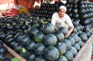 A vendor arranges and displays mangoes on his cart to attract customers at the Fruit and Vegetable Market in the Federal Capital.