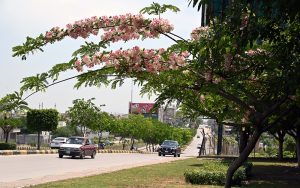 Cassia javanica, commonly known as Pink Shower trees, burst into full bloom along a roadside, framing passing vehicles under a canopy of delicate pink and white blossoms and adding to the natural beauty of the capital during the summer season.