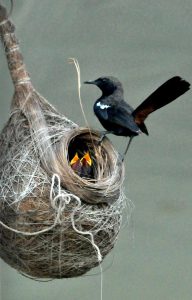 A White-throated Fantail perches beside its hanging nest while feeding and caring for its newly hatched chicks