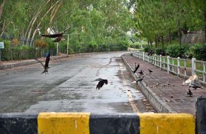 A view of kite, crows and cat picking food thrown on footpath along road in Bahria Town, Safari Villas.