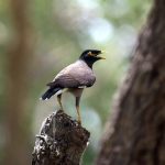A myna is opening its beak while sitting on a tree in the park during hot weather in the city