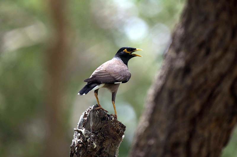 A myna is opening its beak while sitting on a tree in the park during hot weather in the city