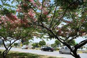 Cassia javanica, commonly known as Pink Shower trees, burst into full bloom along a roadside, framing passing vehicles under a canopy of delicate pink and white blossoms and adding to the natural beauty of the capital during the summer season.