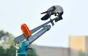 A thirsty crow drinking water from shower gun to fulfill thirst at Niaz Stadium during hot day in the city.