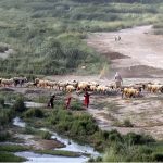 Shepherds are guiding a herd of sheep on the bank of the Indus River