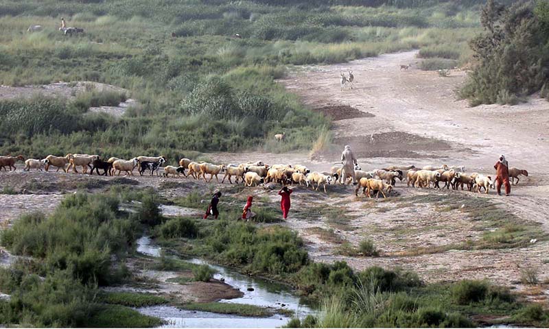 Shepherds are guiding a herd of sheep on the bank of the Indus River