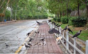 A view of kite, crows and cat picking food thrown on footpath along road in Bahria Town, Safari Villas.