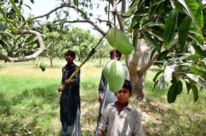 Labourers pick mangoes from a tree for delivery to a fruit market near Tando Jam.